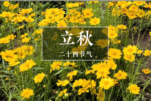 大牛证券港股 老话“立秋吃三草，不让病来找”，8月7日立秋，这“3草”指啥？