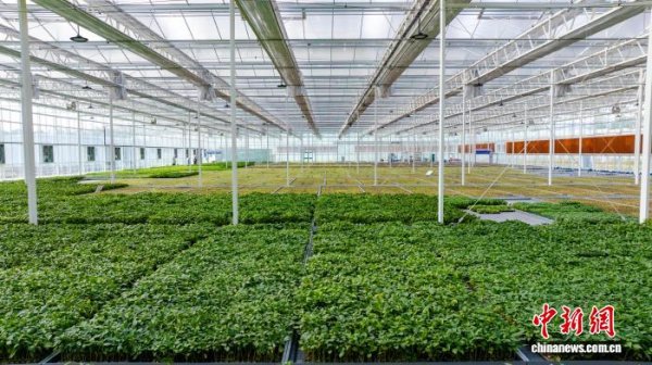 龙坤投资 年出种苗500万株 山西高平育苗进入“智能时代”